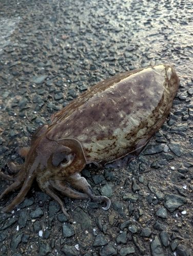 モンゴウイカの釣果
