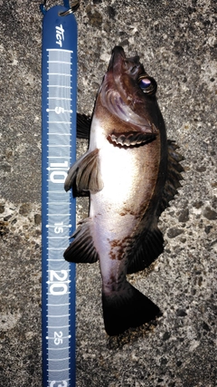 クロメバルの釣果