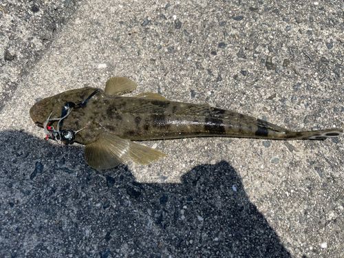 マゴチの釣果