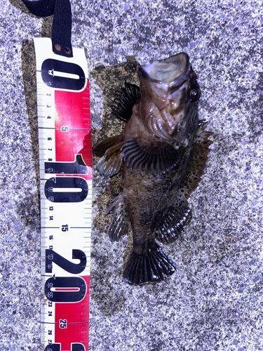 ベッコウゾイの釣果