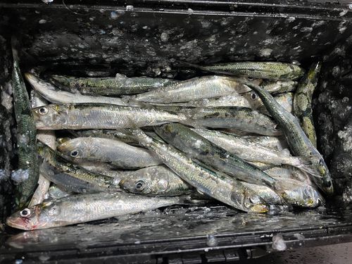 マイワシの釣果