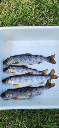 アマゴの釣果