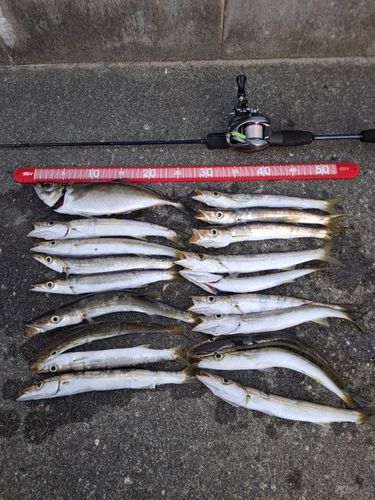 カマスの釣果