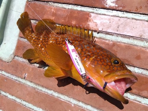 キジハタの釣果