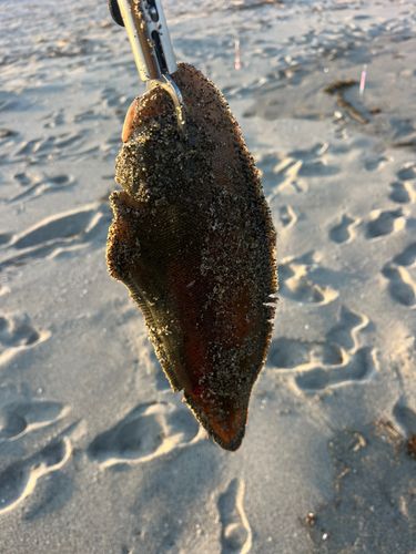 シタビラメの釣果