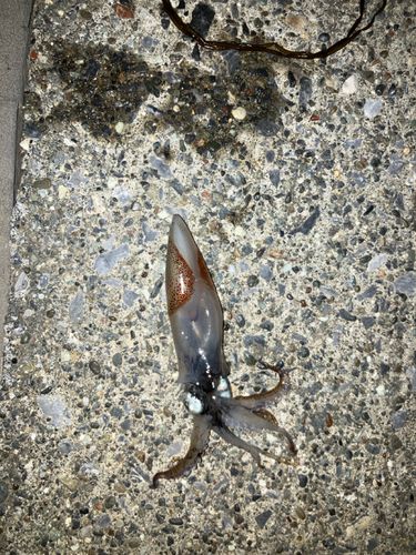 イカの釣果