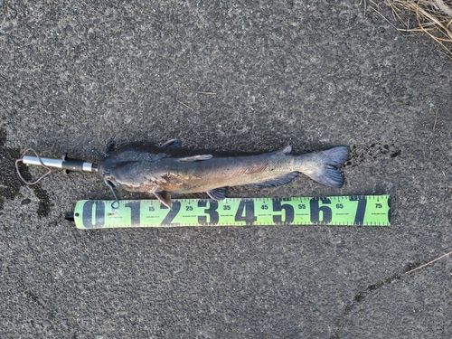 アメリカナマズの釣果