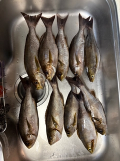 アオハタの釣果