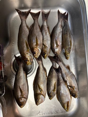 アオハタの釣果