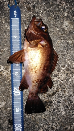 クロメバルの釣果