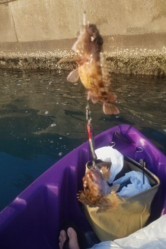 カサゴの釣果