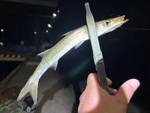 カマスの釣果