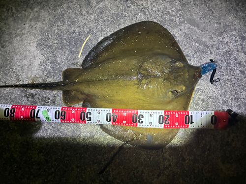 アカエイの釣果