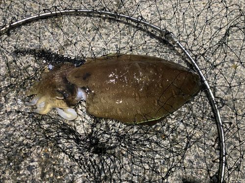 モンゴウイカの釣果