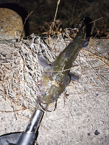 ナマズの釣果