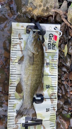 スモールマウスバスの釣果