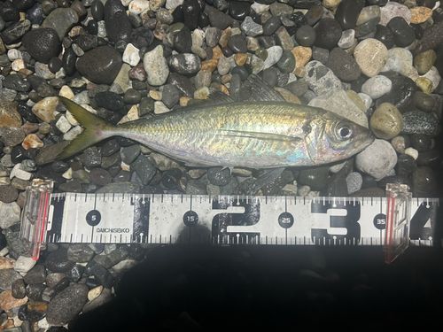 マアジの釣果