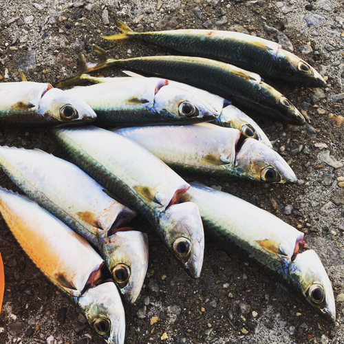 マサバの釣果