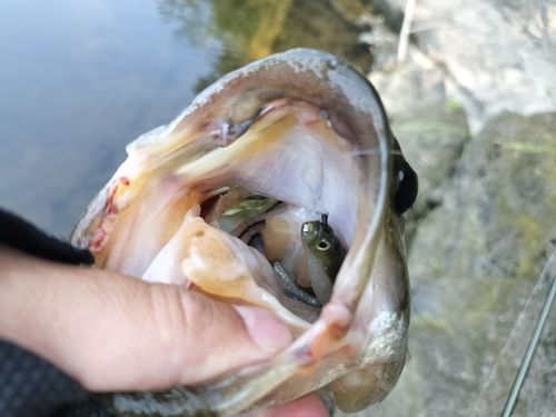 ブラックバスの釣果