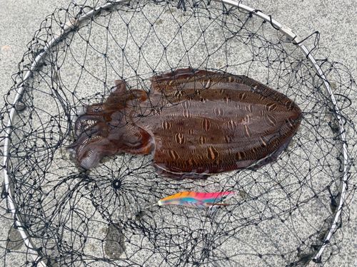 モンゴウイカの釣果