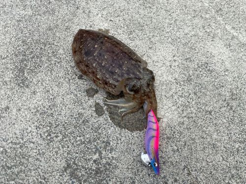 コウイカの釣果