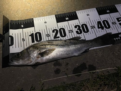 フッコ（ヒラスズキ）の釣果