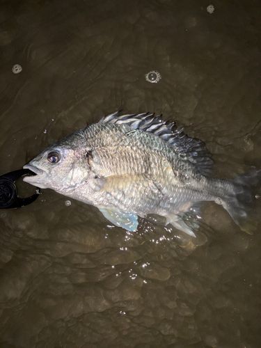 キビレの釣果
