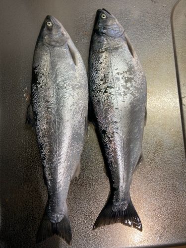 サクラマスの釣果