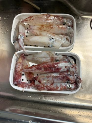 ヤリイカの釣果