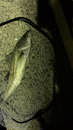 スズキの釣果