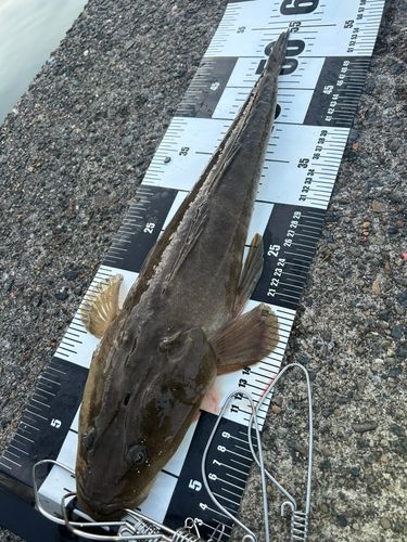 コチの釣果