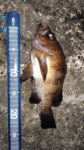 クロメバルの釣果