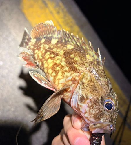 カサゴの釣果