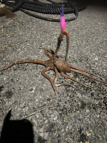 タコの釣果