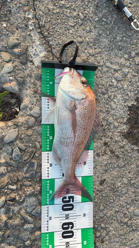 マダイの釣果