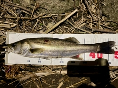 フッコ（マルスズキ）の釣果