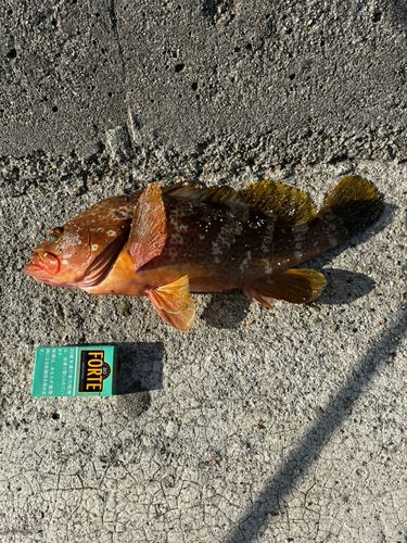アコウの釣果