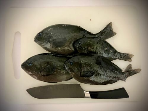 グレの釣果