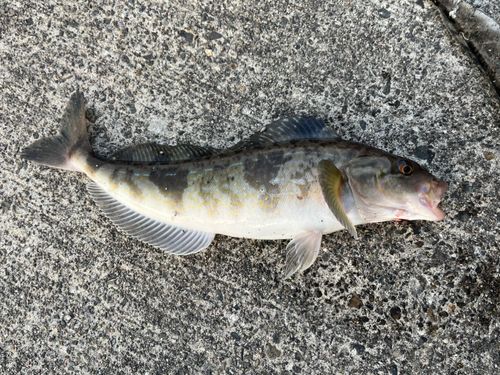 ホッケの釣果