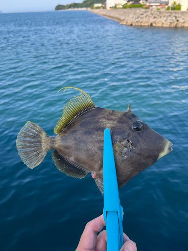カワハギの釣果