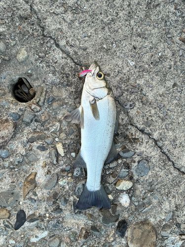 ヒラスズキの釣果