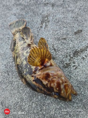 ベッコウゾイの釣果