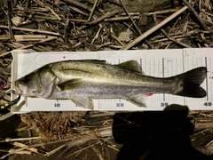 フッコ（マルスズキ）の釣果
