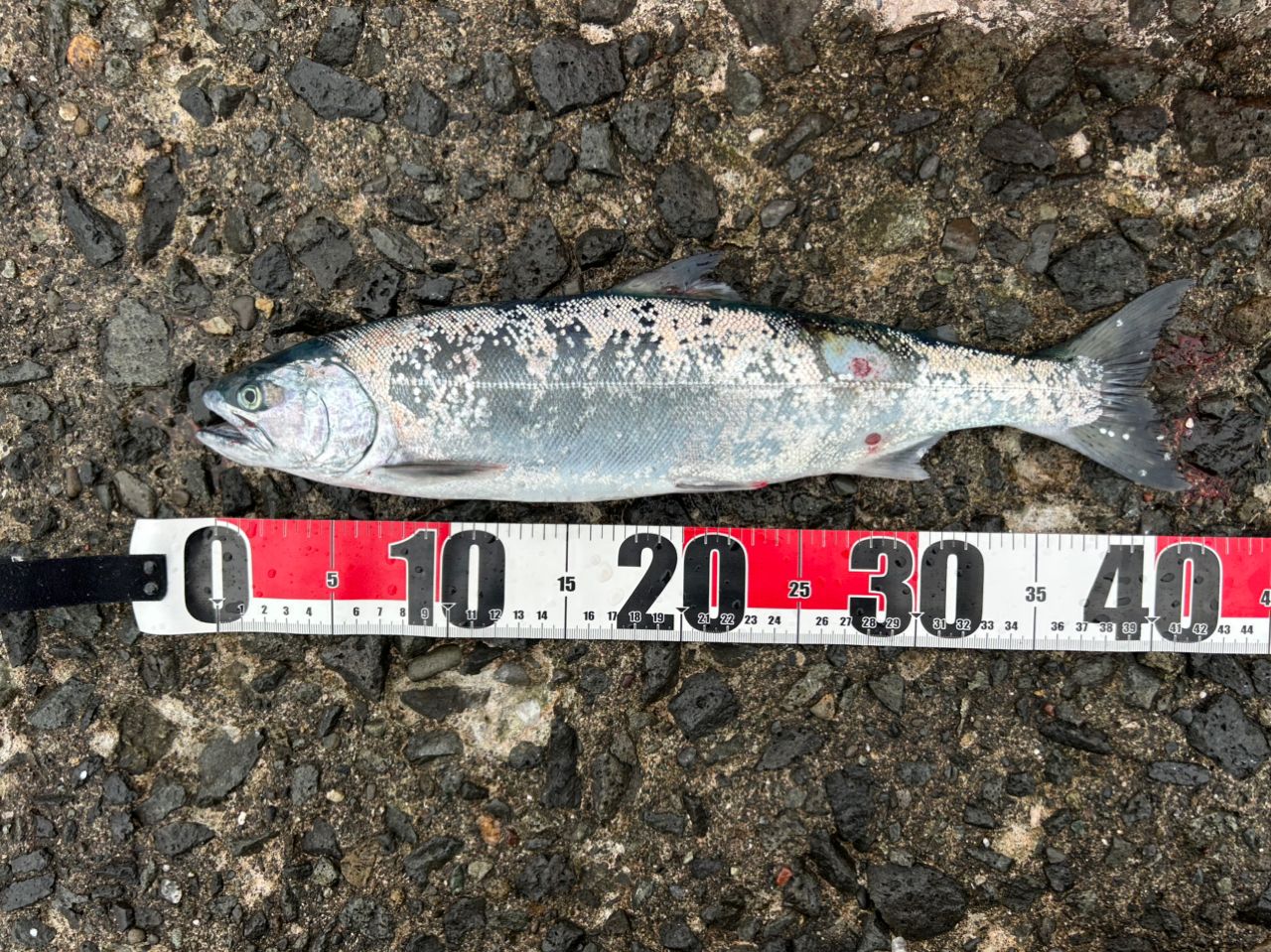 SHIMANO 22ネッサXR S112M+の最安値・インプレ・釣果 | 本音の口コミが