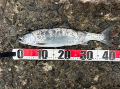 サクラマスの釣果