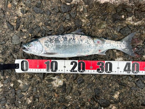 サクラマスの釣果