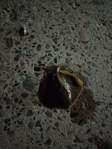 アカエイの釣果