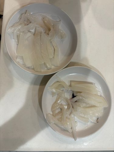 シリヤケイカの釣果