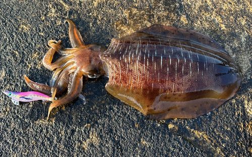 アオリイカの釣果