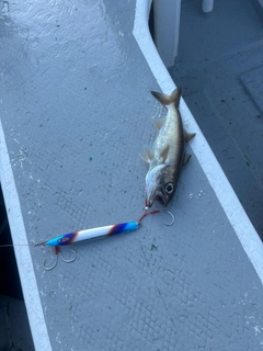ムツの釣果